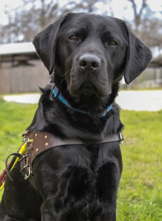 A black Labrador guide dog in a leather harness sitting attentively on grass
