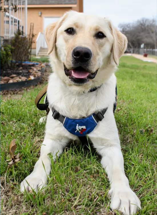 A grown yellow Labrador guide dog in a GDTX harness lying on grass