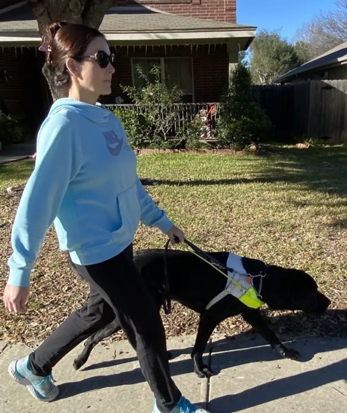 A yellow Labrador puppy in a blue GDTX training harness sitting on a bench