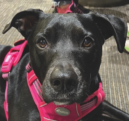 Mia, Eliza's black service dog wearing a pink harness, gazing soulfully at the camera